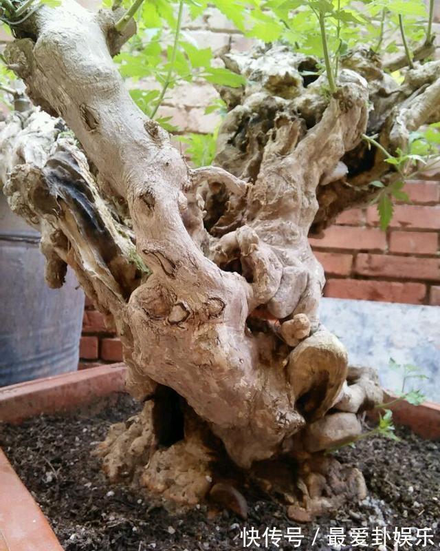 木疙瘩|从农村挖个“木疙瘩”做盆景,邻居取笑捡破烂,发芽后却重金求买