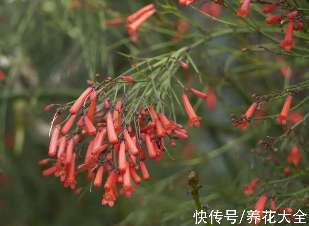 百子莲|过年烟花没看够，快养这9种花，开花更美