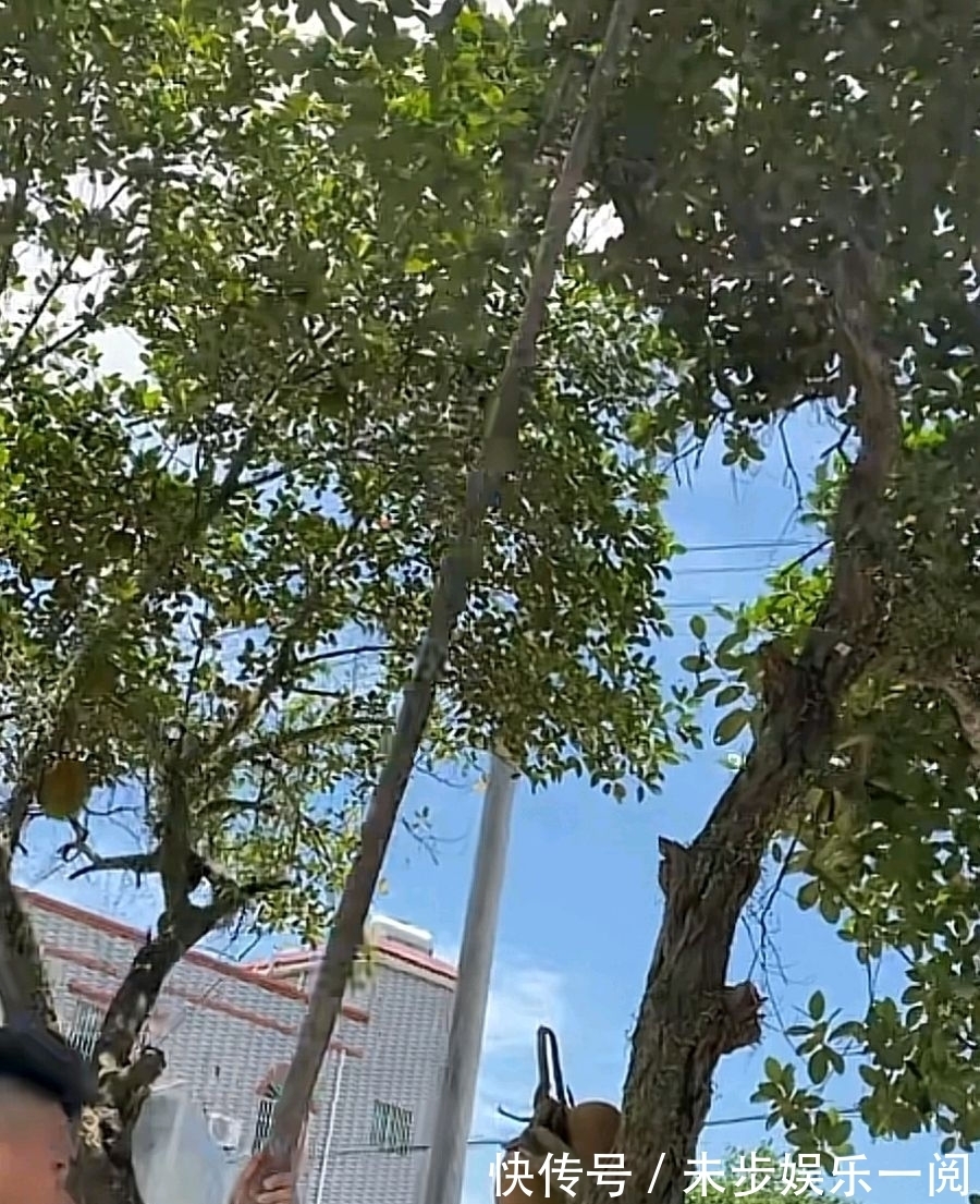 全红婵|拿着大棍子打果子!全红婵哥哥和小伙伴玩耍,全哥跳起来瞄准目标