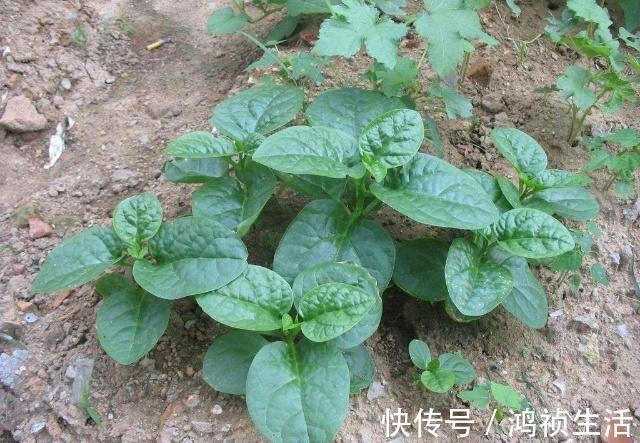 维生素b1|遇上此一野草,请不要错过,含钙量堪比钙片,价值很珍贵