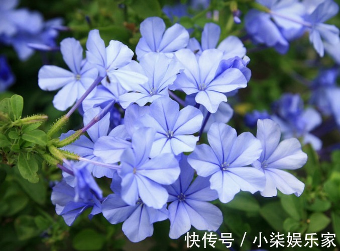 沙漠玫瑰沙漠玫瑰|居家养花，此几款夏季必养花，超级好养，分分钟养爆盆，花开绚丽