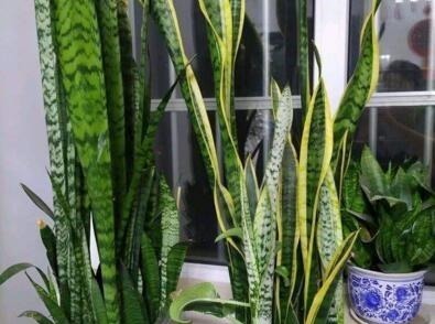 “1种玩意”不要扔，用来养花，扔盆就行，简单、好用，易爆盆！