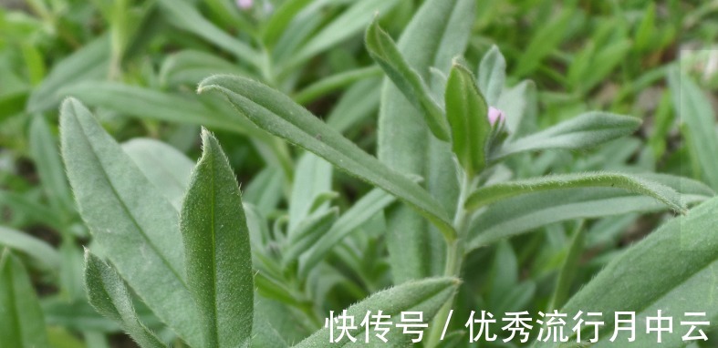 蒸菜|农村的这些野菜,你挖过么!