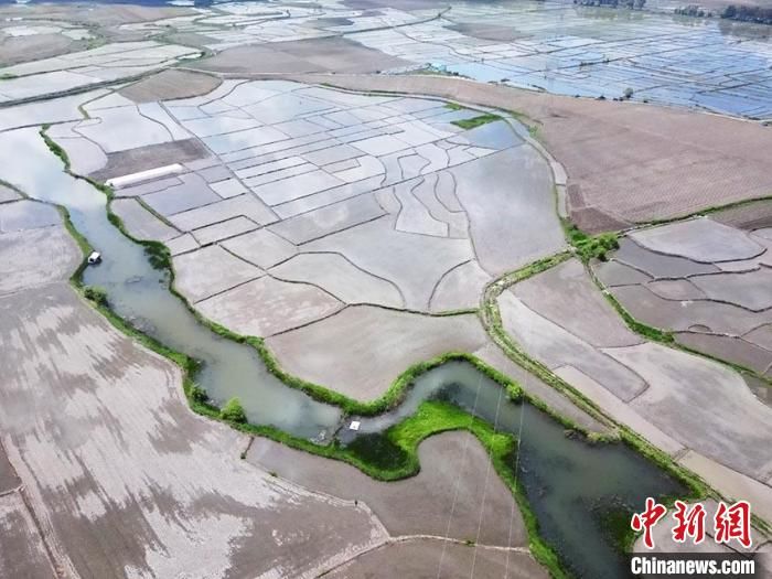 摄高速|芒种时节航拍稻米之乡：绿色秧苗初长成