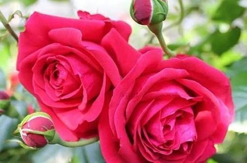 开花|花色最红的月季,花型饱满,四季开花,花期超长,性价比非常高