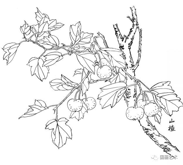  白描|花卉白描图谱选页分享