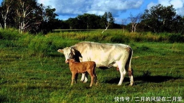 苦尽甘来|属牛人，财宫“三台”和“禄神”两大吉星加持，苦尽甘来！