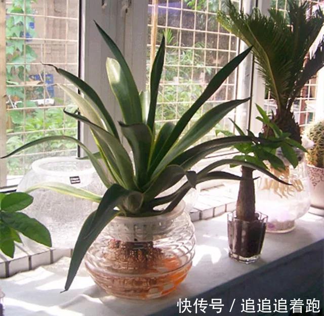 老干妈瓶养多肉，不用土只用水，叶子疯狂吸水3天变胖！