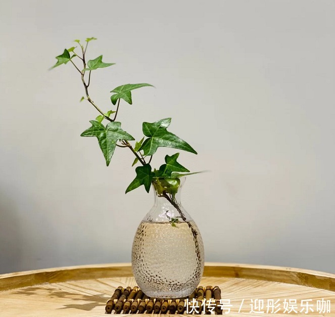 有植物的房子才是理想家!2021最受欢迎“网红绿植”推荐