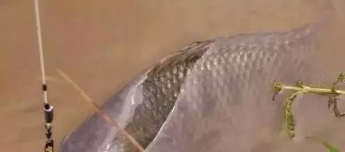 鲤鱼太狡猾不咬钩下次记得用上这招,它再狡猾也会忍不住咬钩