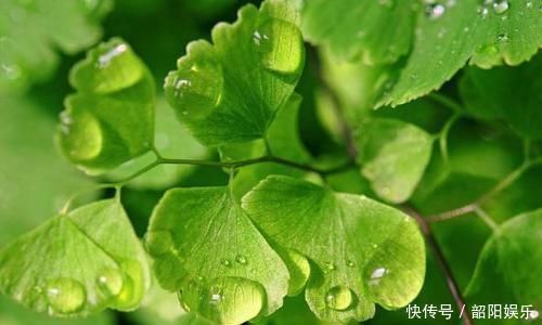 喜欢牡丹,不如养“名品玫瑰”卡罗拉,花色红艳似火,绚丽典雅