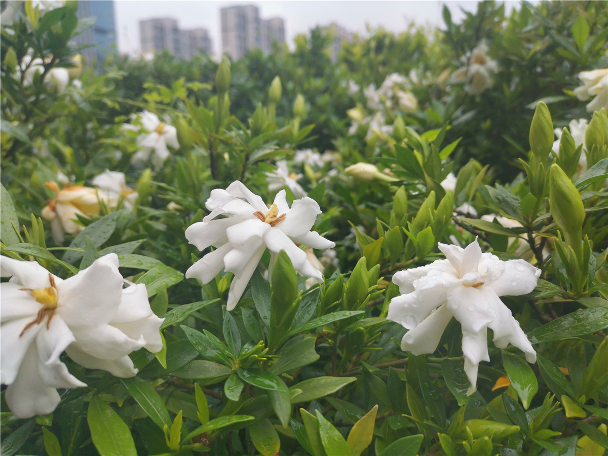 吉安|美丽吉安：吉州大道栀子花开 洁白如雪
