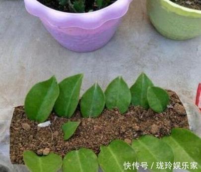 枝条|5.1在家扦插吧！8种花都可以，插土就活，10天长根，当年开爆盆