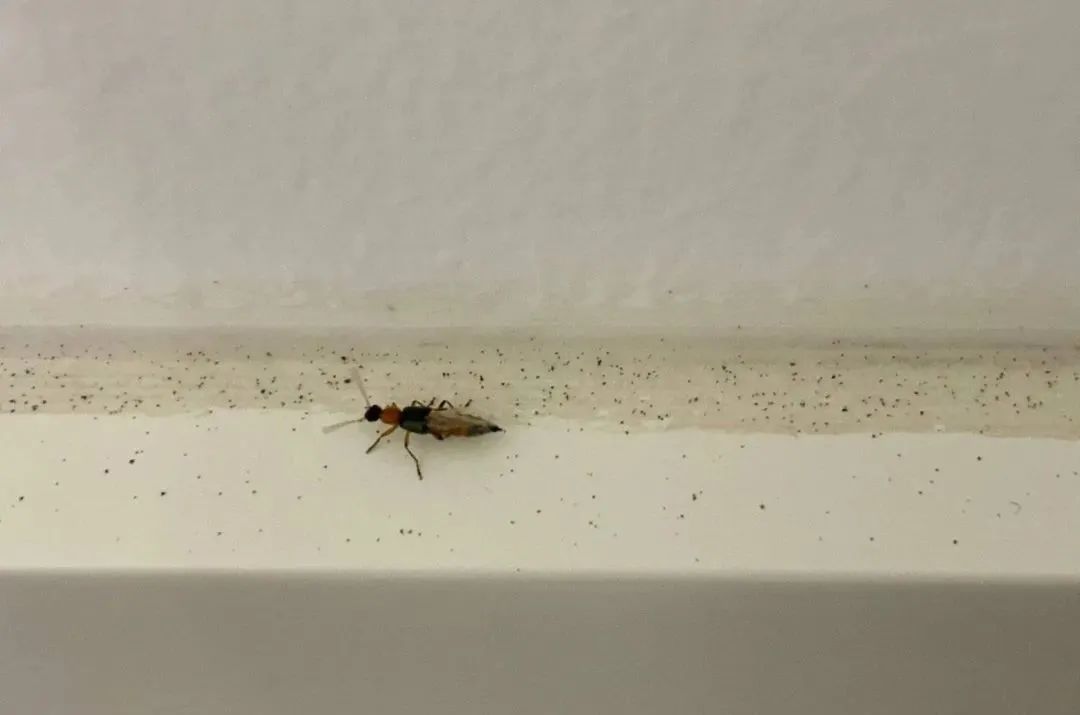 隐翅虫|又是它!女子半夜关灯玩手机,险些致毁容……