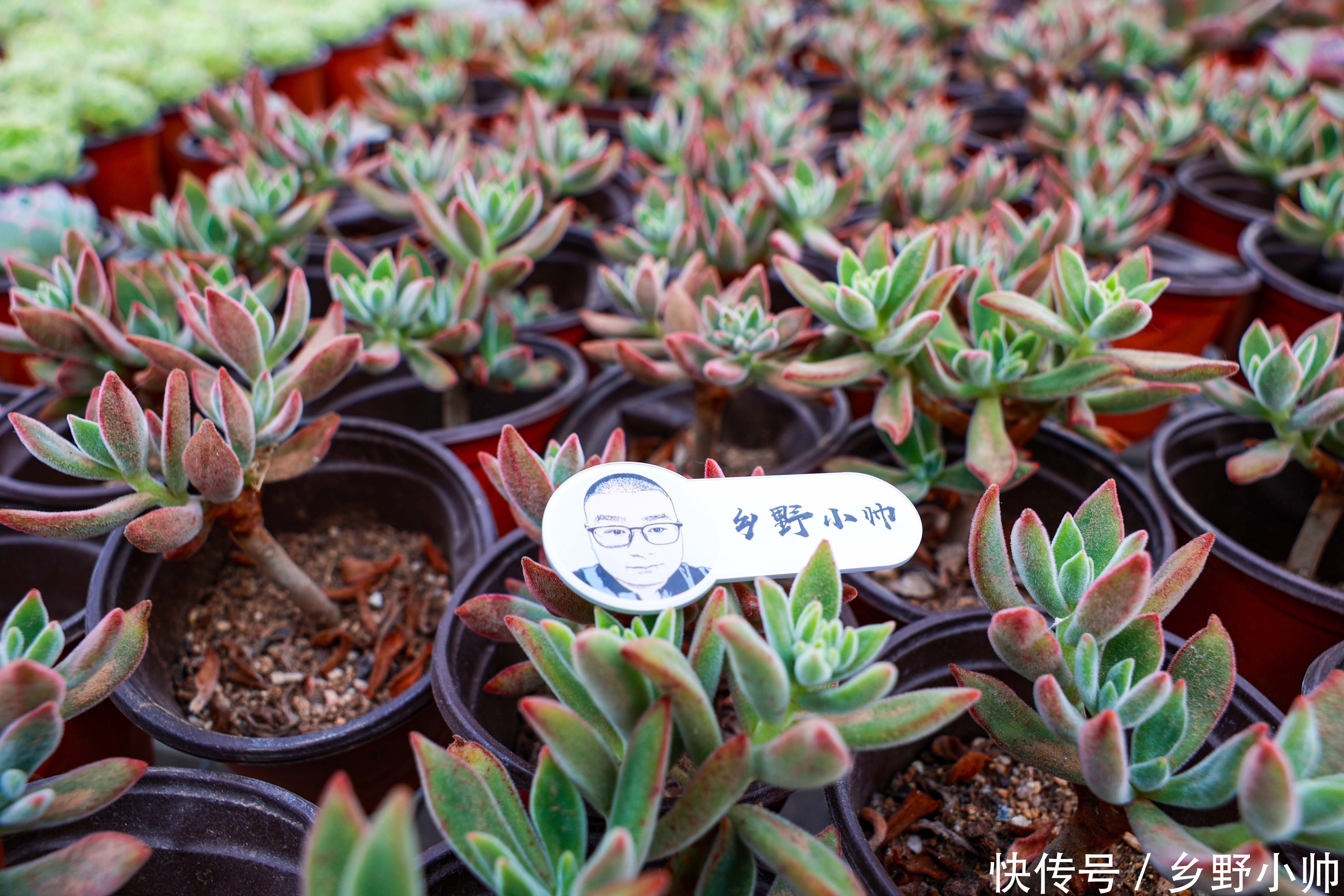 姬星美人|好花配好器, 学会这些搭配技巧,肉肉更美更漂亮