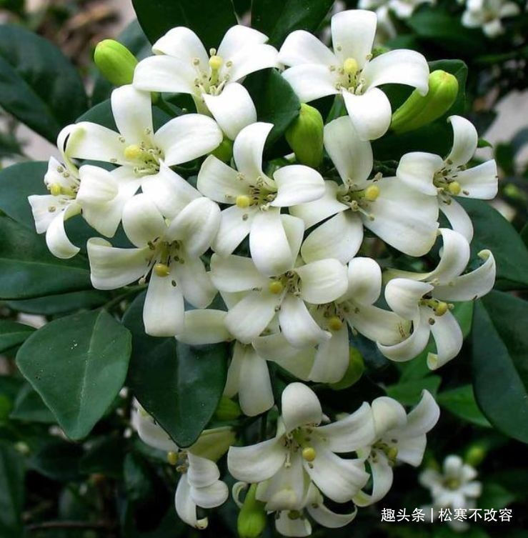 阳台|家里阳台必养此款花卉，耐寒易打理，日子红火财运滚滚，好看极了