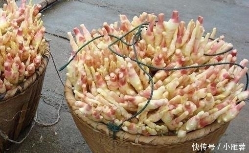 盆里种“生姜”,比君子兰好看,2个月“摘1次”,能吃6个月