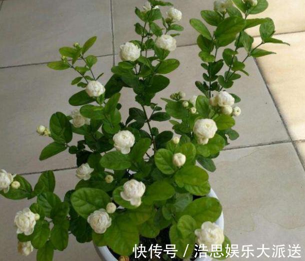 扦插茉莉花，按照“此”方法，用点“这种水”，7天根系长满盆