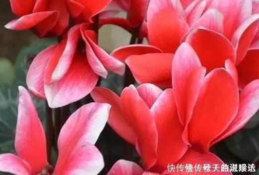 最难养的三种花,遇见了千万要避免,新手慎重