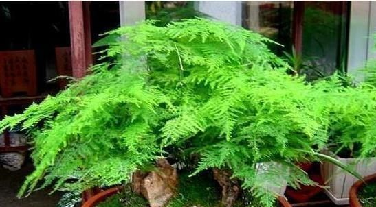 养文竹就要“狠”,黄叶枯枝直接剪,套个袋重新变成小树林