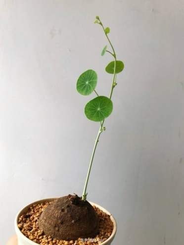 山中草药“金不换”,叶子圆圆能聚财,人人都抢着养!