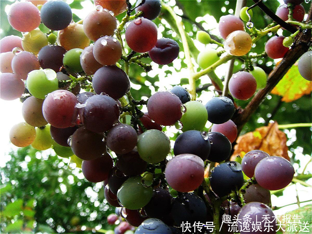 农村4种野葡萄，儿时常摘来当零食吃，如今稀罕少见，遇到别错过