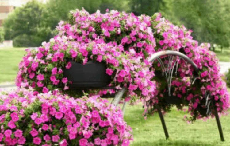 超高|养花就养个花期长的,花大色艳,妖艳妖娆,颜值超高的