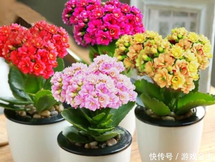 长寿花怎么摘心和修剪?让它爆发更多的侧枝,开更多的花花