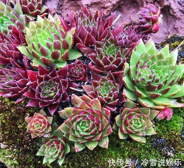 多肉|1种多肉“最好养”,零下20℃冻不死,雪地里“照常”生长
