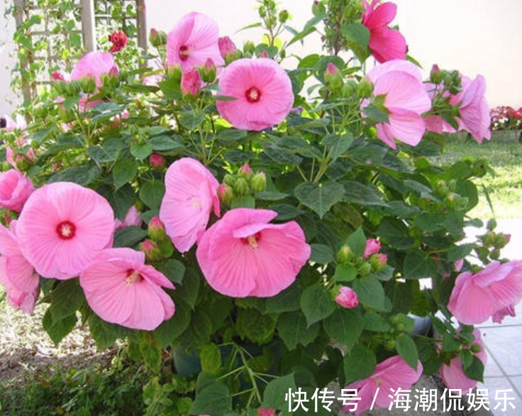 有1种花朵,能长的脸一样大,而且十分好养活,花友不妨快养一盆