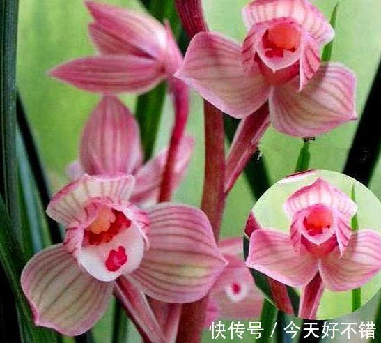 女儿红是荷瓣型兰花,其花色粉红可爱,让人深深感到着迷