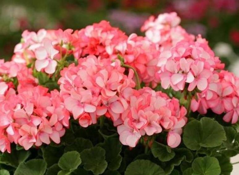 夏天养此款花卉，直接变成小花园，美丽鲜花，花开不断！