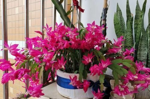 沙漠玫瑰|养这三种花,盆越小,开的花越多,放大盆还容易死