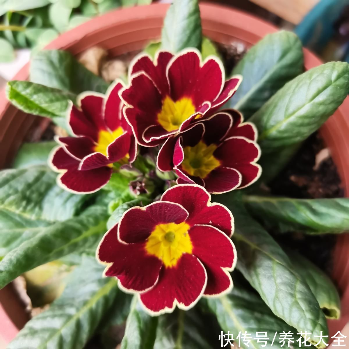 植物|养花浇水有“6方法、7禁忌”，赶紧看看