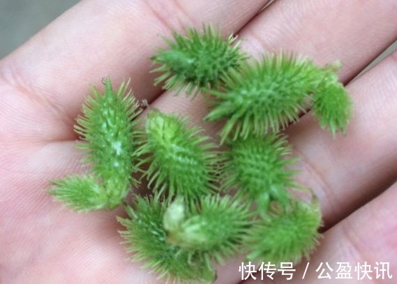 中毒|苍耳,随处可见的一种植物,你知道它的作用和禁忌吗