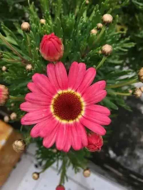 种花|4种花，是好养的“开花机器”，阳台养一盆，花儿天天开爆盆