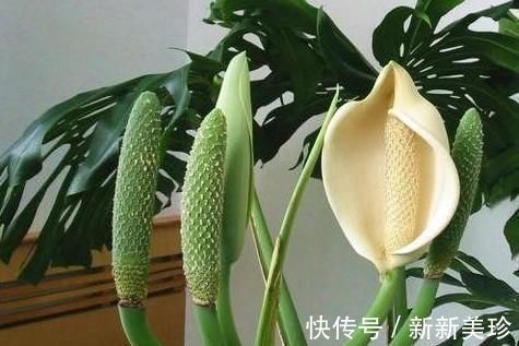 3种花卉能长2米高，养在客厅大气，亲戚、朋友都说好