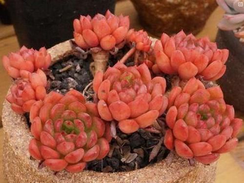 越来越多雷同的多肉，更让人感觉这些肉肉无可取代，不可复制