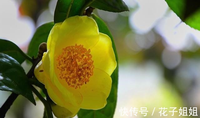 它被誉为“植物大熊猫”,花大如盆,金黄通透,观赏食用两不误!