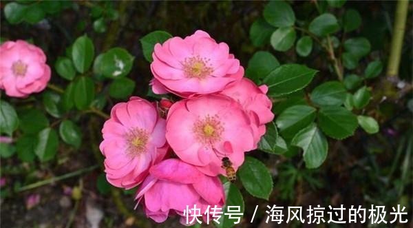 夏洛特|20种月季花品种介绍，简直美爆了！收藏啦……！