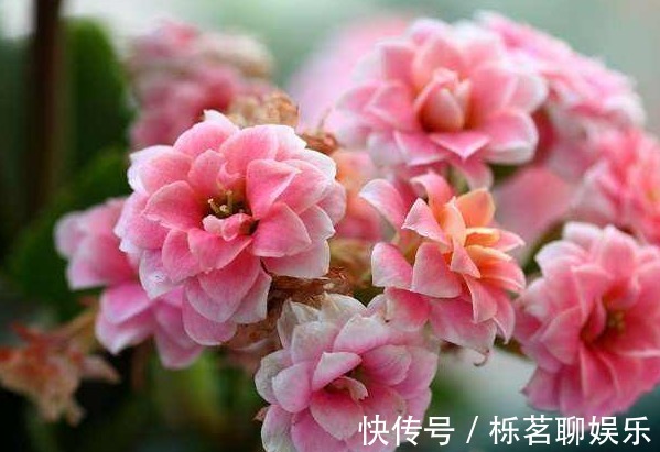 扶桑|三种正能量的花,寓意极好家人兴旺,喜欢赶紧养一盆!