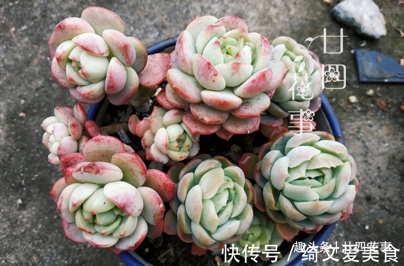 养多肉有禁忌,4种土不能用,6种水不能浇,不注意烂根活不长