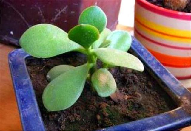 玉树扦插生根难掌握7个要点，后期精细养护，1个月生根长新芽