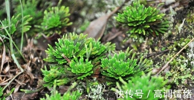 植物#岩石缝里一种小草,既可药用,又可观赏,稍作处理,便成精美盆栽