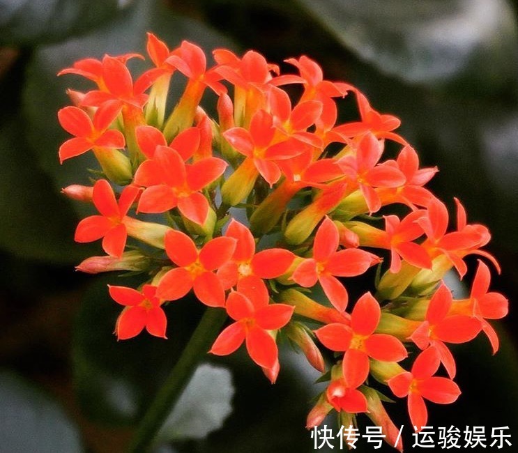 混合水比营养液更肥沃,家里的花卉长出更多的绿叶,开花更茂盛!