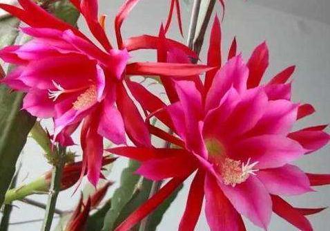 种花|室内“3种花”最见不得光,一放角落,叶绿、花苞钻,花开一大片