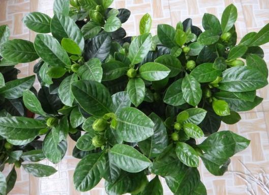 栀子、茉莉不开花这么一处理,花苞“嗖嗖冒”,花朵洁白、芳香