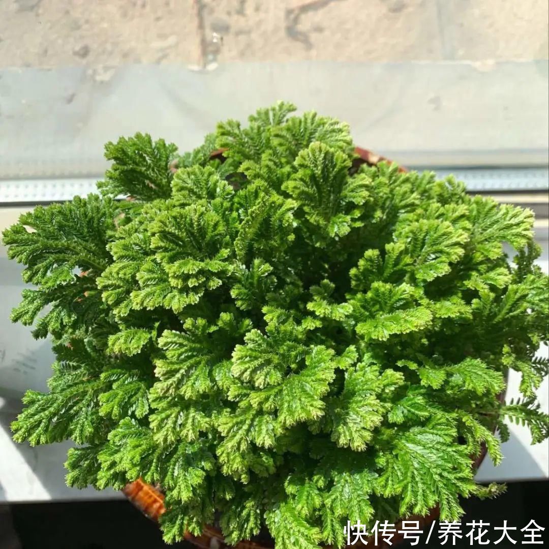 耐旱|10种“养不死”的花，绿萝只能排最后一名，养死3种以上的举手