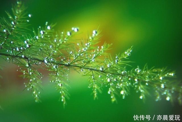  施肥|想要文竹枝繁叶绿，注意这“5不”，别再随心所欲地养了！