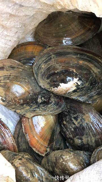 大排档|回老家,老公请同学来家吃夜宵,我做了6个下酒菜,3箱啤酒喝精光